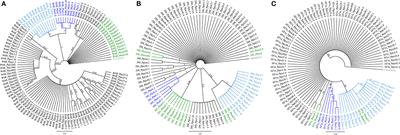 Taxonomic relationship among four European Physokermes species (Hemiptera: Coccomorpha) based on nuclear and mitochondrial DNA